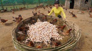 30 Days Build Many Nest For Hens To Lay Egg - Harvest Chicken Egg Go To The Village Sell