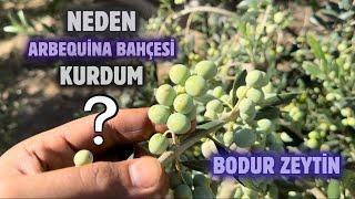 Neden Arbequina Zeytin Bahçesi Kurdum? Why Did I Establish Arbequina Olive Garden?#budama #erenvural