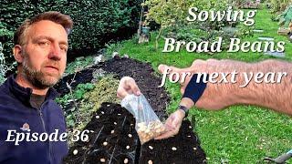 Planting Broad Beans: A Step-by-Step Guide for Beginners