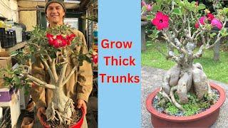 DESERT ROSE ADENIUM - 4 Key Trunk Thickening Tips and Care - 2023