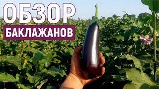 Обзор БАКЛАЖАНОВ 2022