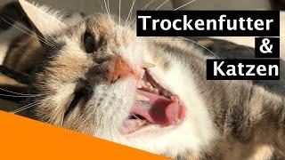 Ist Trockenfutter gefährlich für Katzen?