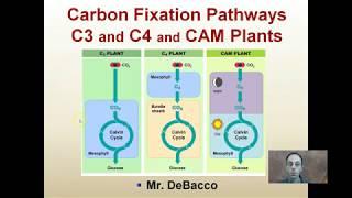 Carbon Fixation Pathways C3 C4 and CAM Plants