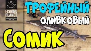 Fishing Planet прохождение | Трофейный Оливковый Сомик | Северная Каролина, Река Нейеррин | 2016