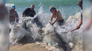 Fishermen catch, release massive Great White off Cape Hatteras | WSOC-TV