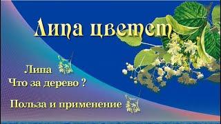 Липа цветет Полезные свойства и применение цветов липы Липовый цвет - болезни нет! Авторская съемка