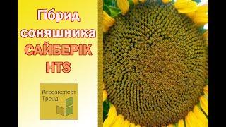 Соняшник Сайберік ХТС , опис гібриду  - насіння в Україні