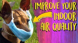 AIR POLLUTION EFFECTS OUR DOGS: Natural Ways to Improve Indoor Air Quality to Keep Your Pets Safe