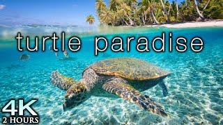 TURTLE PARADISE 4K Undersea Ambient Nature Relaxation Film + Jason Stephenson Meditation Music 