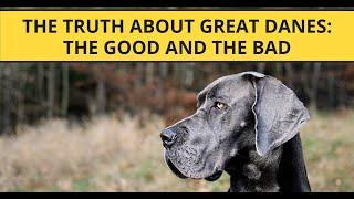 The Truth About Great Danes:  The Good and the Bad