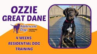 Ozzie the Great Dane Puppy | 4 Weeks Residential Dog Training