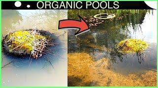 Pond Algae? Before adding Chemicals - You need to see this