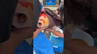 How to breed Expensive Japanese Koi Fish!  #koi #koifish #japanesekoi #shorts