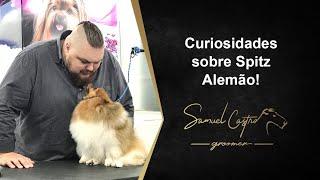 Curiosidades sobre o Spitz Alemão - SAMUEL CASTRO