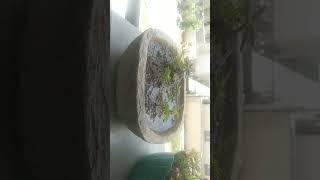 AvK family garden 