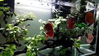 Red cover blue rim and pigeon checkerboard discus