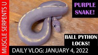 MY MOST PURPLE SNAKE!  1-2-21