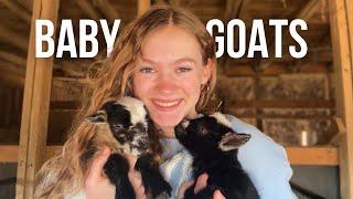 Happiness and Heartache on the Farm | Small Farm Kidding Season