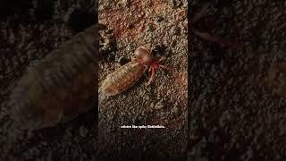 Meet the OVERLOOKED CREATURES that inhabit our soil! #EarthX #EarthXtra #Shorts