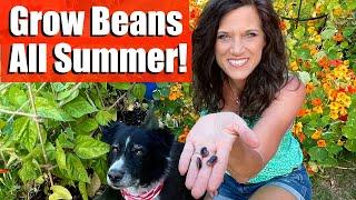 How to Grow/Harvest Beans (Bush & Pole) all Summer + DIY Trellis Ideas 