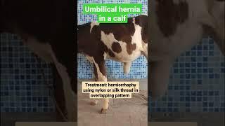 Umbilical hernia in a calf/reducible content at the umbilicus/herniorrhaphy in overlapping pattern