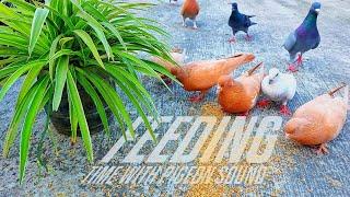 Pigeons Feeding Time | Charming Pigeon Sounds to Relax & Unwind