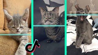 Time Warp Scan tiktok cat compilation (filter tiktok)