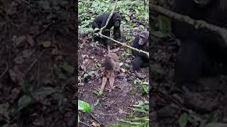 BRUTAL CHIMPANZEES OF MAHALE!