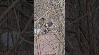 Incredible bald eagle eating duck in suburban Minneapolis tree. #minnesota #nature #baldeagle