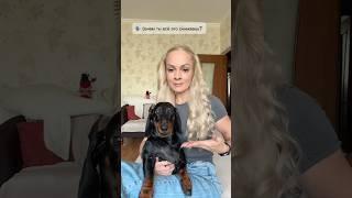 Мир в котором я живу, называется мечтой ️ Такса Ева-Королева. Такса лучшая собака