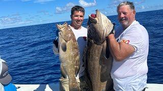 Mikes black grouper