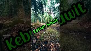 Vlog Dikebun Sawit Kehujanan