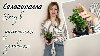 Селагинелла. Уход в домашних условиях. Неприхотливый сад