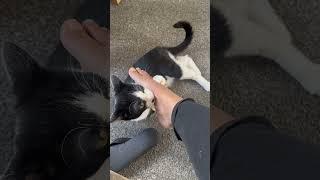 Molly biting my foot #shorts #cat #kitten