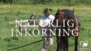 Naturlig Inkörning Merlin teaser