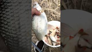 Рыбалка на протоке #fishing #рыбалка #казахстан