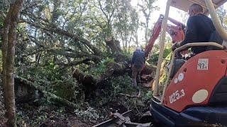 Coupe de bois de chauffage