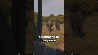 Ellie the Elephant: A Heartwarming Tale of Resilience and Inspiration  #nature #elephant #heartwarm