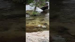 CO CUTTHROAT! #tenkara #fishing #fishingmethod #trout #troutfishing #wildlife #nature #flyfishing