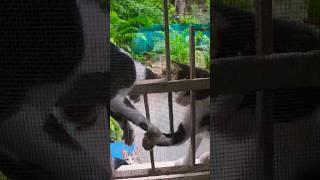 Playtime #kitty #cat #kitten #catlover #funnykittens #crazykitty #shortsvideo