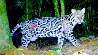 Trail Cam Videos: 1000 Hours in the Jungle: Rain Forest Animals