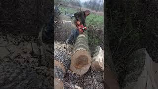 Husqvarna 372XP #Husqvarna372xp #chainsaw #saw #fallentree #favagas #kidoltfa #chainsawvideo