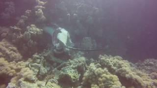 stingray in abu hasheesh !!!