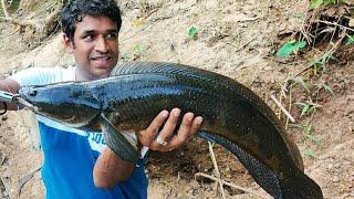 amazing big fish!!! river fishing sri lanka  | ගං ආරා