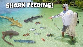 Catching WILD FISH For My SHARKS and Aquariums!!