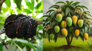 How to propagation mango tree by air layering -  With 100% success