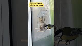 Синички на кормушке ШАРЛИ зимой