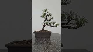 If you ever feel bored, start a Bonsai#best #hobby #ever #fyp #fy #diy #how #to #channel #small #pi