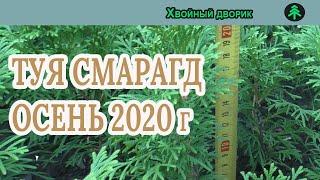 Туя смарагд Сезон осень 2020 года Обзор питомник "Хвойный дворик"