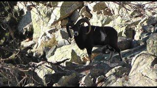 Les Animaux du Mercantour